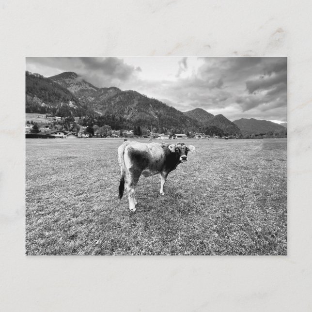 Tyrolean Grått Cow Salzburg Helg Vykort (Framsida)