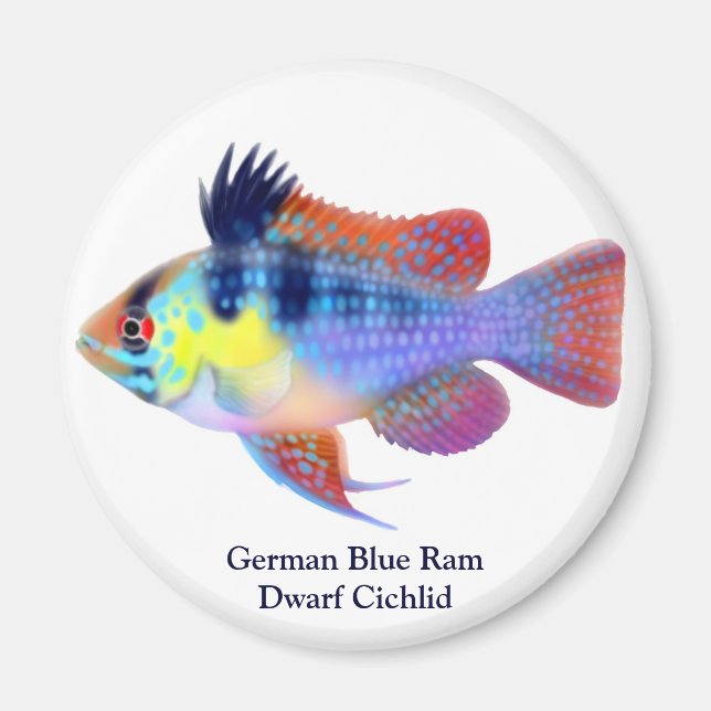 Tysk Blue Ram Dwarf Cichlid Magnet (Framsidan)