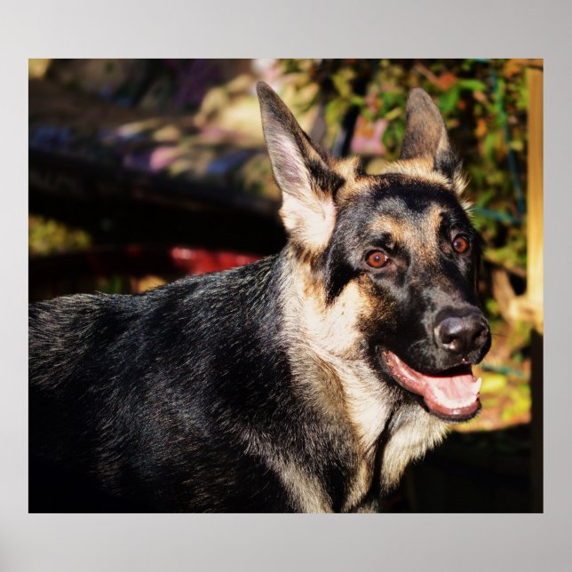 Tysk herde av Shirley Taylor Poster (Framsidan)