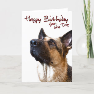 Tysk herde fromthedog1 kort