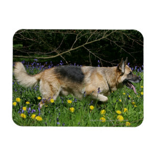 Tysk herde i gula blommor magnet