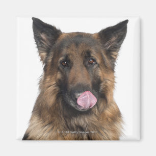 Tysk herde magnet