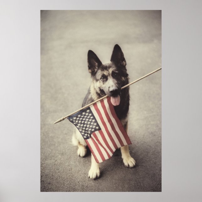 Tysk herde med amerikansk Flagga Poster (Framsidan)