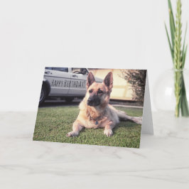 Tysk herde, Watchful födelsedagdjurälskarehund Kort