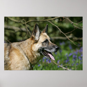Tysk herdeHeadshot 3 Poster