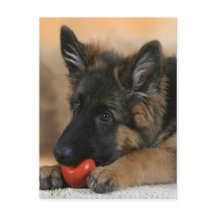 Tysk herdehund design