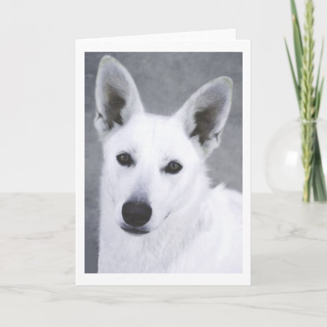 Tysk herdehund för vit kort (Framsida)