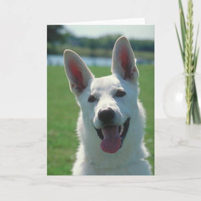 Tysk herdehund för vit kort (Framsida)