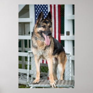 Tysk herdehund poster