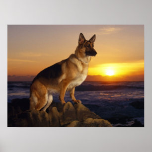 Tysk herdehund, schäfer, på solnedgången poster