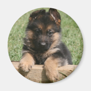 Tysk herdevalp magnet