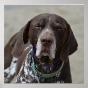 Tysk Hund för kortkommandon Poster