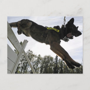 Tysk Hund för shepherd Police Vykort
