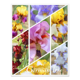 Tysk irris [fotoutskrift] fototryck