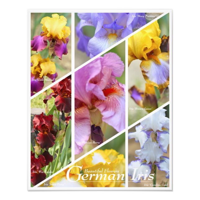Tysk irris [fotoutskrift] fototryck (Framsidan)