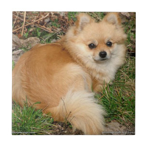 Tysk Kleinspitz hund Kakelplatta