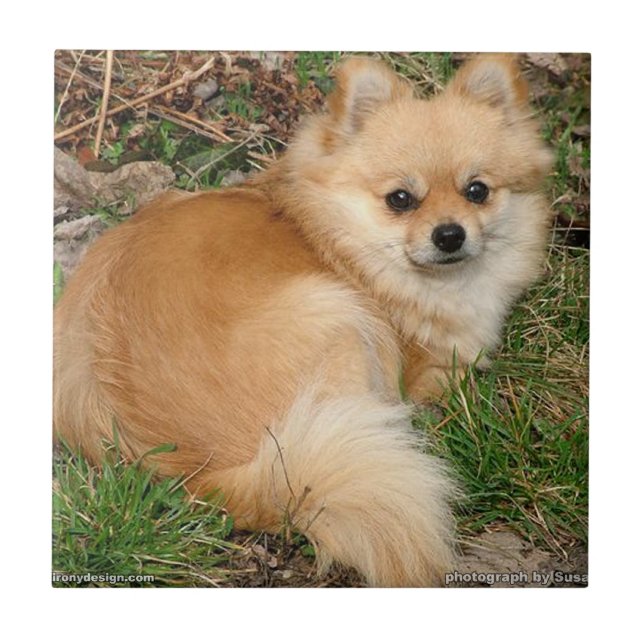 Tysk Kleinspitz hund Kakelplatta (Framsidan)