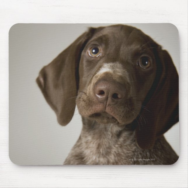 Tysk Kort-Halls-pekarpuppy Musmatta (Framsidan)