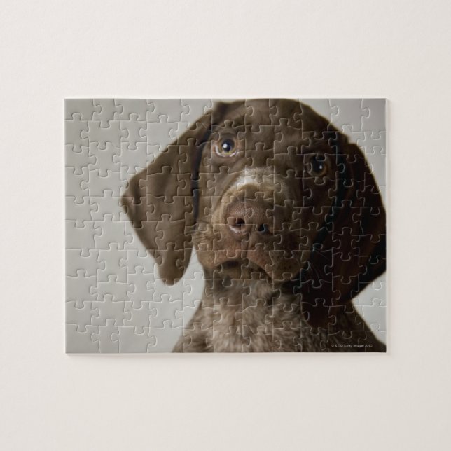 Tysk Kort-Halls-pekarpuppy Pussel (Horisontell)