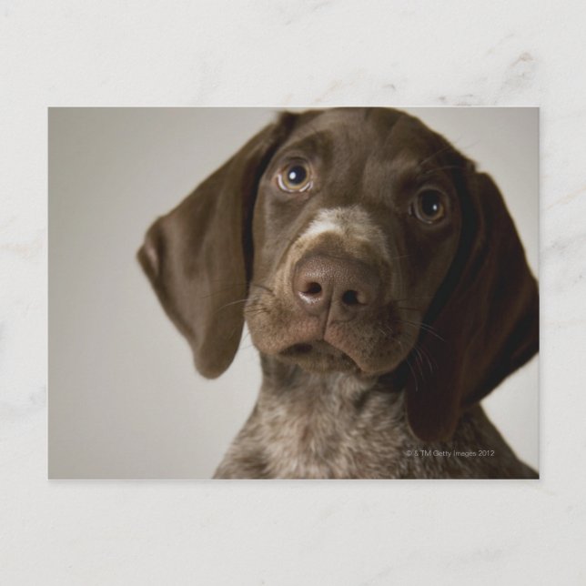 Tysk Kort-Halls-pekarpuppy Vykort (Framsida)