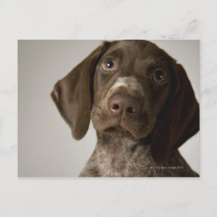 Tysk Kort-Halls-pekarpuppy Vykort