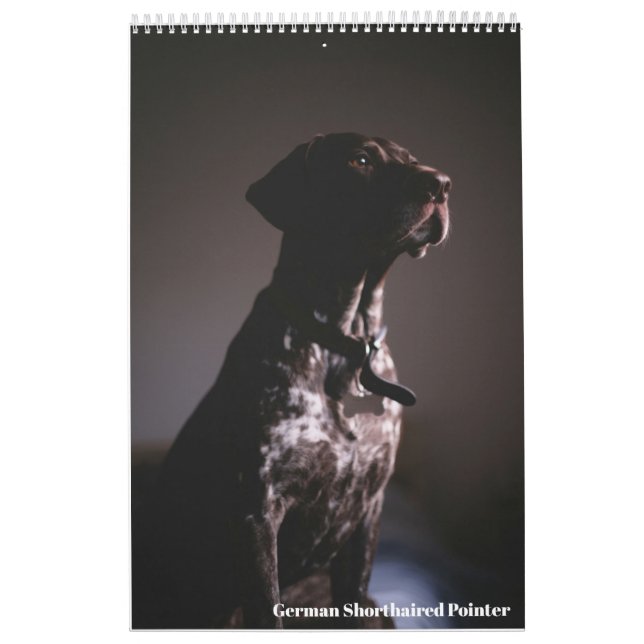 Tysk korthårig pointer 2024 kalender GSP hund (Omslag)