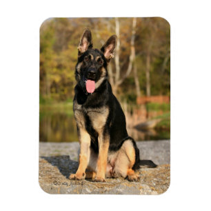 Tysk magnet för herdehundvalp