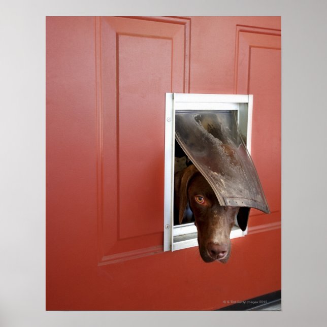 Tysk pekare tittar utanför, genom doggie poster (Framsidan)