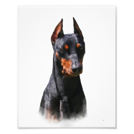 Tysk Pinscher Fototryck