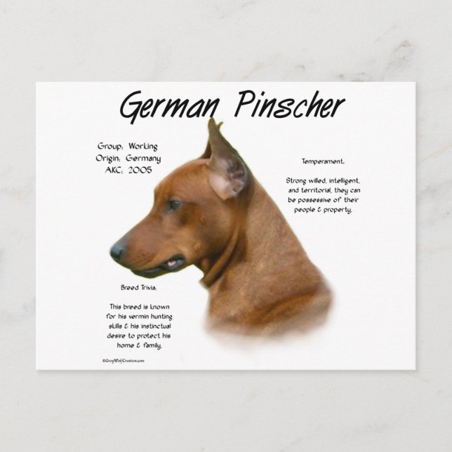 Tysk Pinscher-historikdesign Vykort (Framsida)