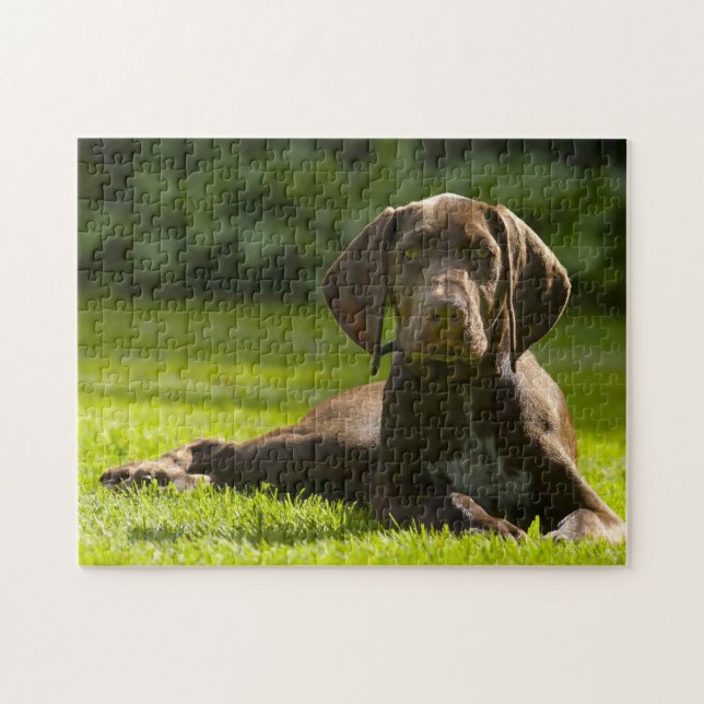 Tysk Poinerhund. Pussel (Horisontell)