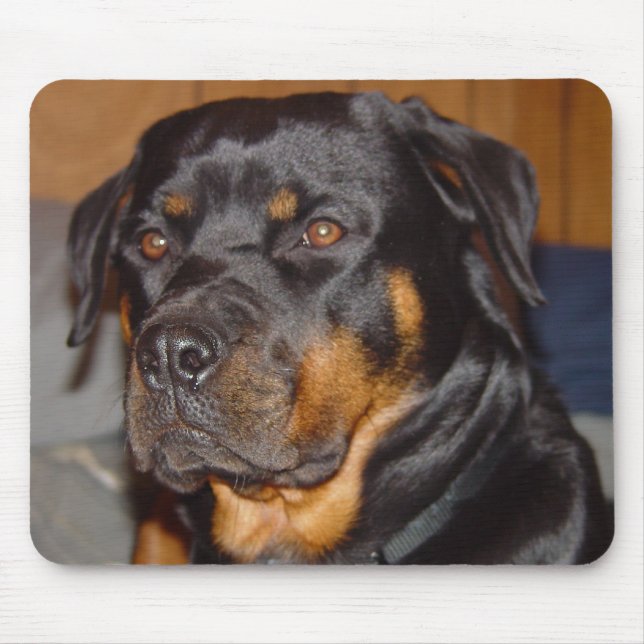 Tysk rotweiler musmatta (Framsidan)