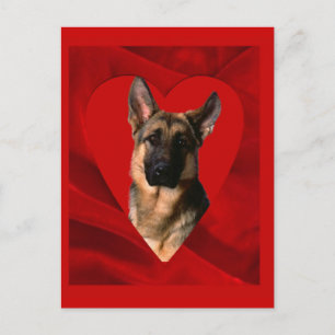 Tysk Schäfer Valentine Helg Vykort