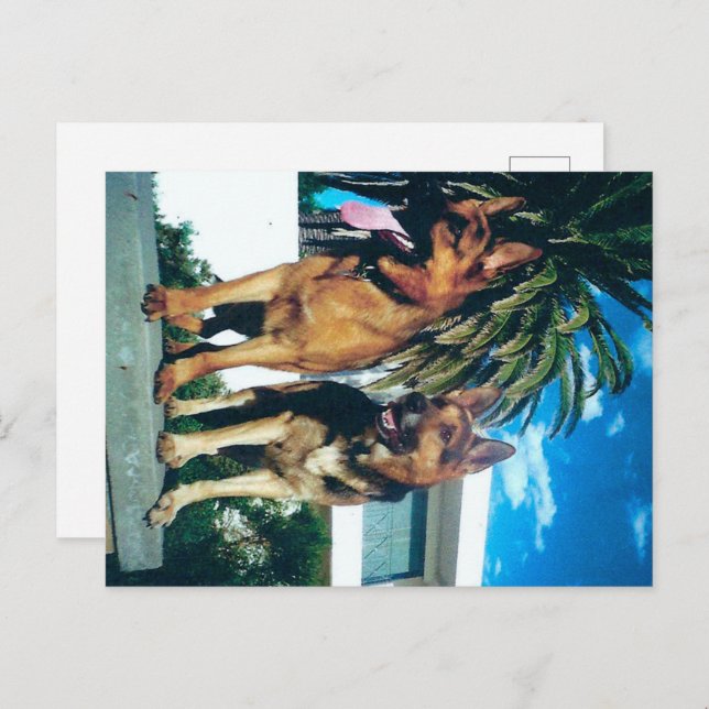 tysk schäfergrupp vykort (Fram/baksida)