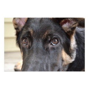 Tysk Schäferhund av Shirley Taylor Fototryck