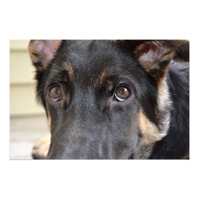 Tysk Schäferhund av Shirley Taylor Fototryck (Framsidan)