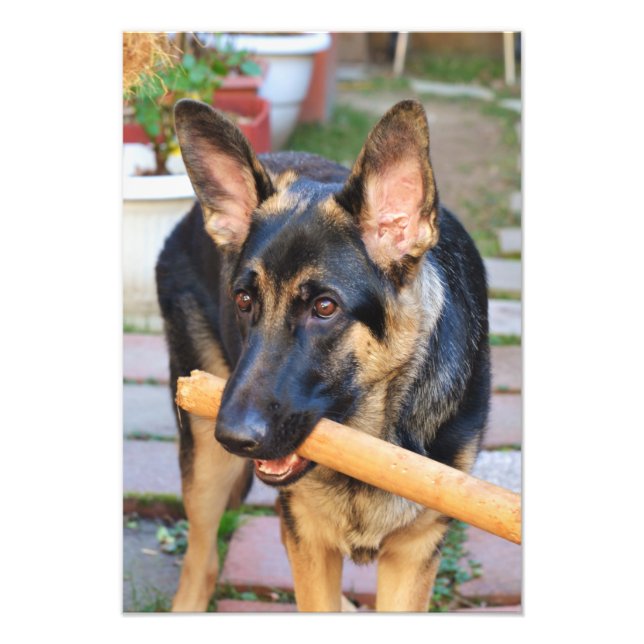 Tysk Schäferhund av Shirley Taylor Fototryck (Framsidan)