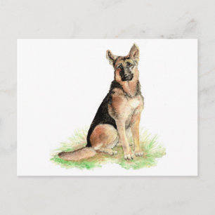 Tysk Schäferhund, Hund, Husdjur, Djur Vykort