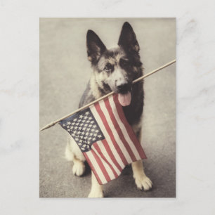 Tysk Schäferhund Med USA-Flagga Vykort