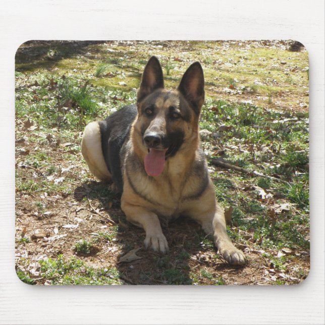 Tysk Schäferhund  Musmatt Musmatta (Framsidan)