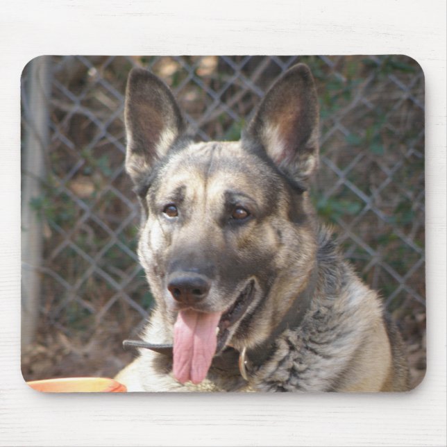 Tysk Schäferhund  Musmatt Musmatta (Framsidan)