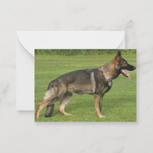 Tysk Schäferhund Sable Full Anteckningskort