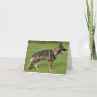 Tysk Schäferhund Sable Full
