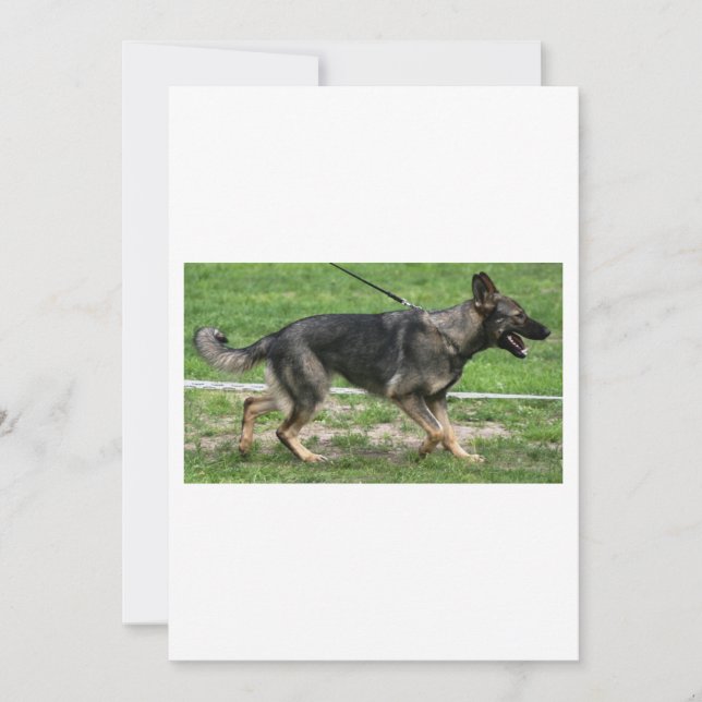 tysk schäferhund sable promenad inbjudningar (Framsida)