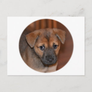 Tysk Schäferhund Valp Vykort