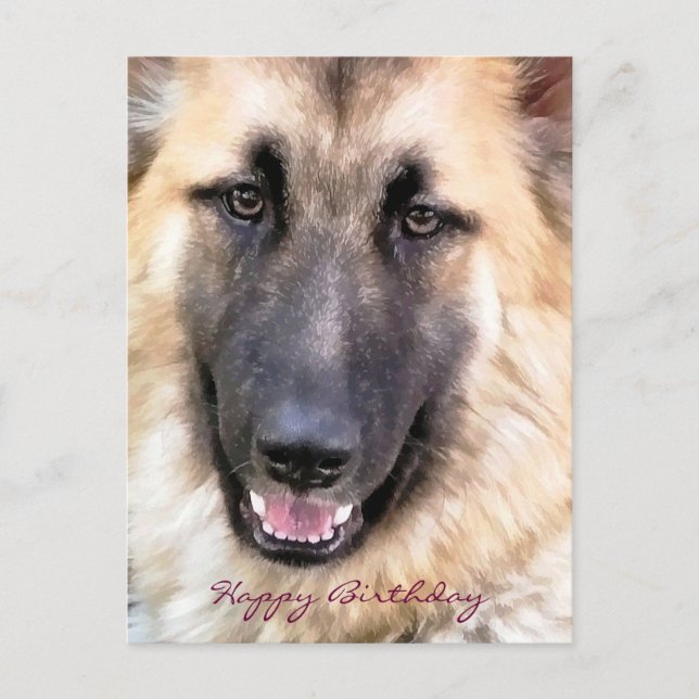 TYSK SCHÄFERHUND VYKORT (Framsida)