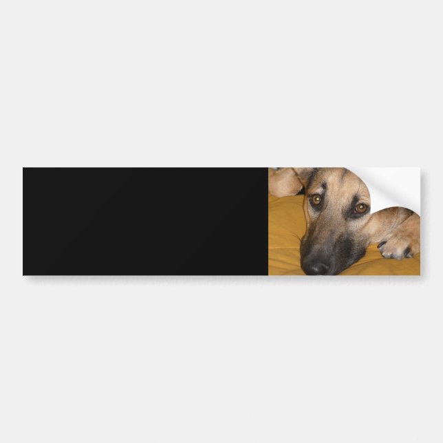 Tysk schepherd Bumper Sticker Bildekal (Framsidan)