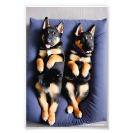 Tysk schepherd Puppy Satin Photo EnUtvidgning Fototryck