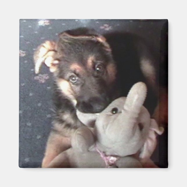 Tysk Shephard Puppy Magnet (Framsidan)