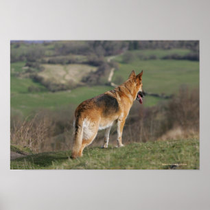 Tysk Shephard Tittar ned Backe Poster